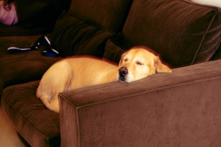 cute sick dog waiting for the vetの写真素材