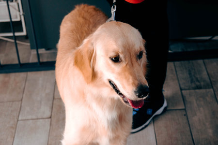 cute dog waiting