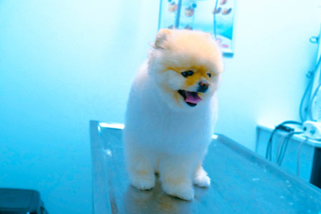 cute sick dog waiting for the vet
