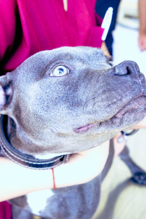 cute dog waiting for the vetの写真素材