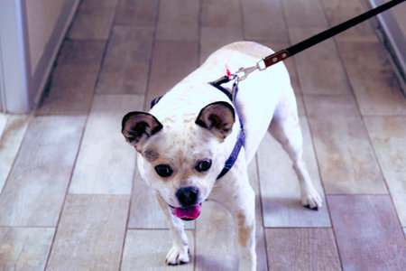 cute dog waiting