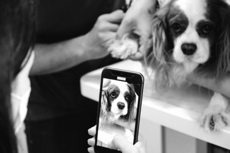 sick dog waiting for the vetの写真素材