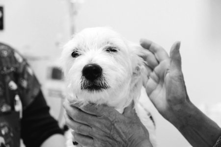 cute sick dog waiting for the vetの写真素材