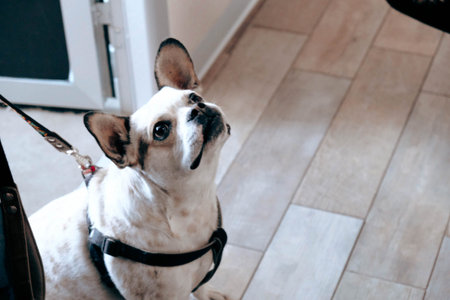 cute dog waiting