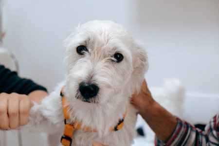 cute dog waiting for the vetの写真素材