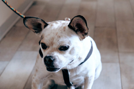 cute sick dog waiting for the vetの写真素材
