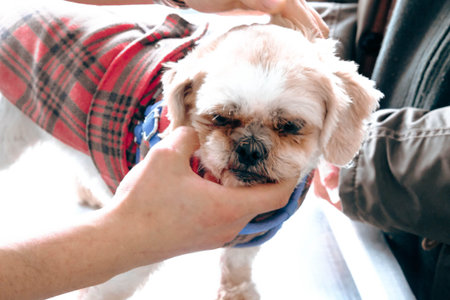 cute sick dog waiting for the vet