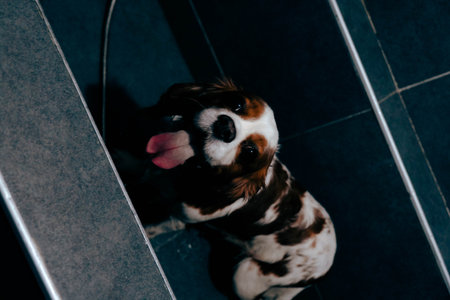 cute dogの写真素材