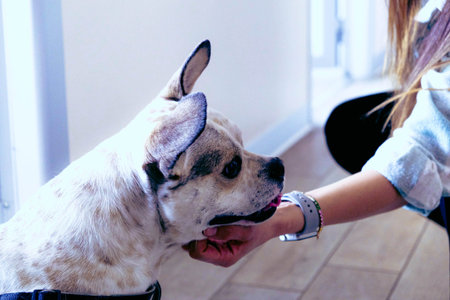 cute dog waiting