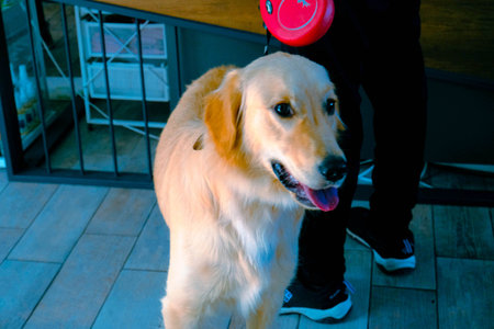 cute dog waiting