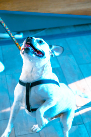 cute dog waiting