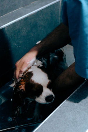 cute dog waiting