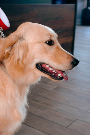 cute dog waitingの写真素材