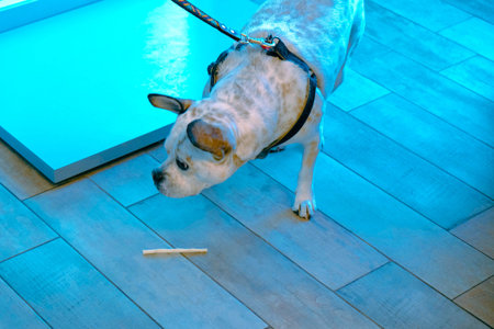 cute dog