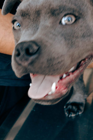 cute dog