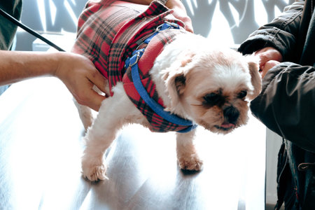 cute sick dog waiting for the vet