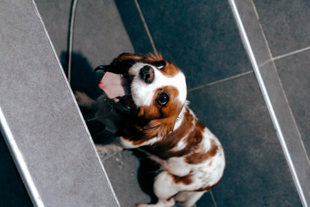 cute sick dog waiting for the vetの写真素材
