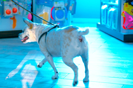 cute sick dog waiting for the vetの写真素材