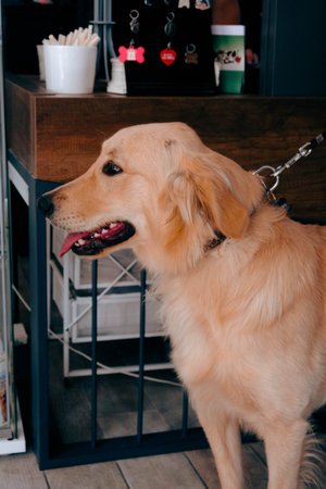 cute dog