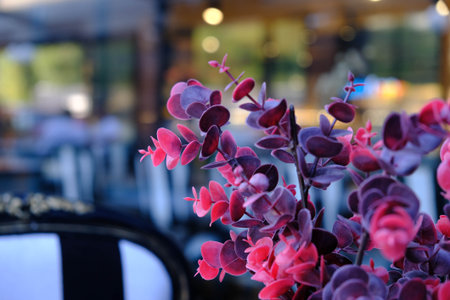 Beautiful red flowers in a cafe. Selective focus on flowers.の写真素材