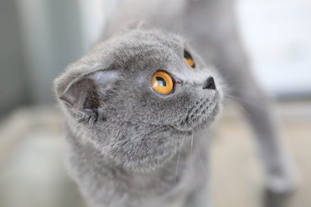 cute cat waiting for the vetの写真素材