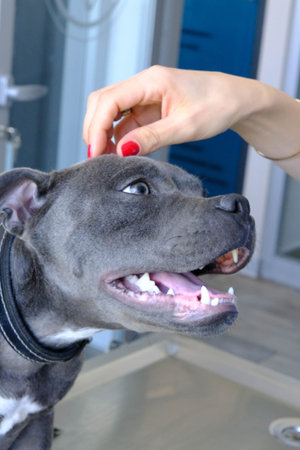 cute dog waiting for the vet