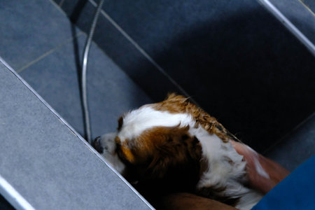 sick dog waiting for the vetの写真素材