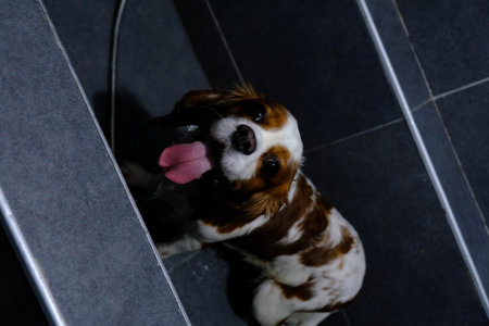 sick dogの写真素材