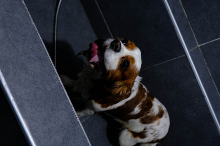 cute dogの写真素材