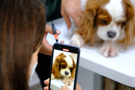 cute sick dog waiting for the vetの写真素材