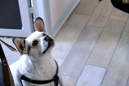 cute sick dog waiting for the vet