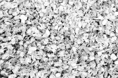 Black and white background of dried flowers. Close-up photo.