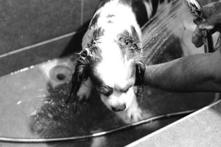 cute dog waitingの写真素材