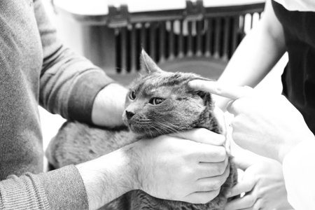 cute sick cat waiting for the vet