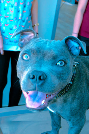 cute dog waitingの写真素材