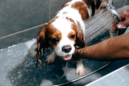 cute dog waiting for the vetの写真素材