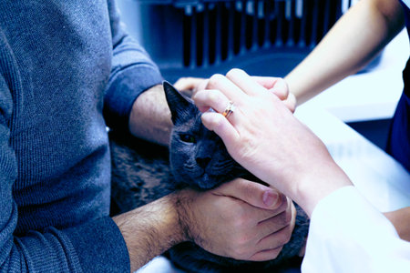 cute sick cat waiting for the vetの写真素材