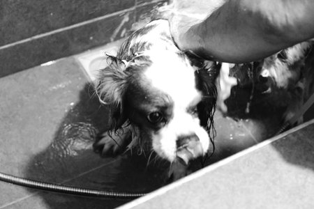 cute dog waiting for the vetの写真素材