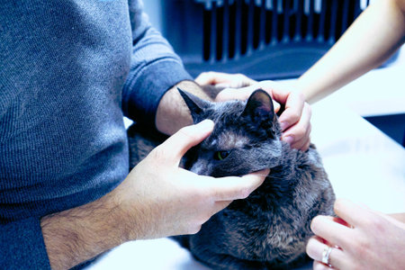 cute cat waiting for the vet