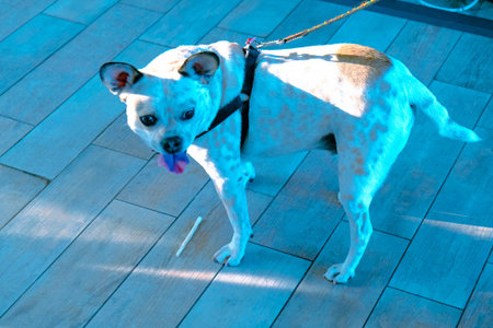 cute dog waiting