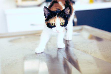 cute catの写真素材