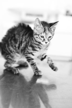 cute catの写真素材