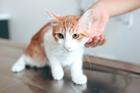 cute sick cat waiting for the vetの写真素材