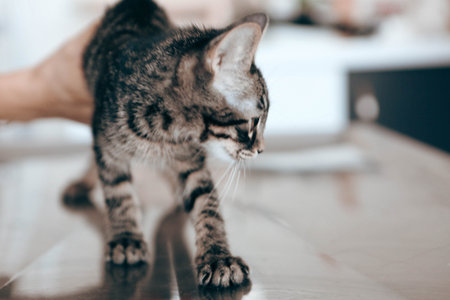 cute cat waiting for the vetの写真素材