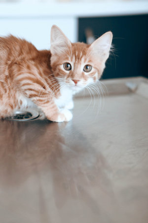 cute cat