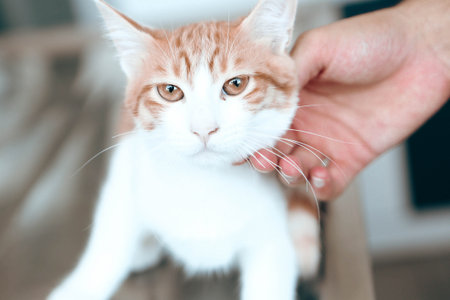 cute catの写真素材