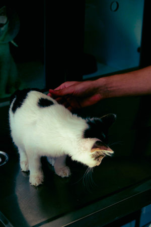 cute cat waiting for the vet