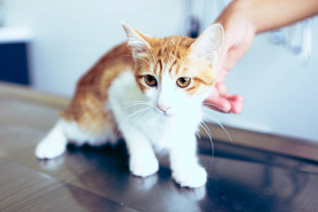 cute sick cat waiting for the vetの写真素材