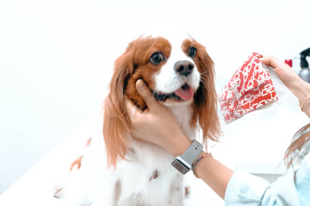 sick dog waiting for the vet