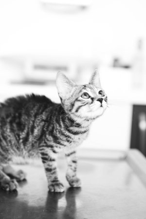 cute catの写真素材